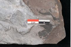 Foto (Detailansicht) von Neuropteris sp.  (NHMW-GEO-2024-0188-10712)